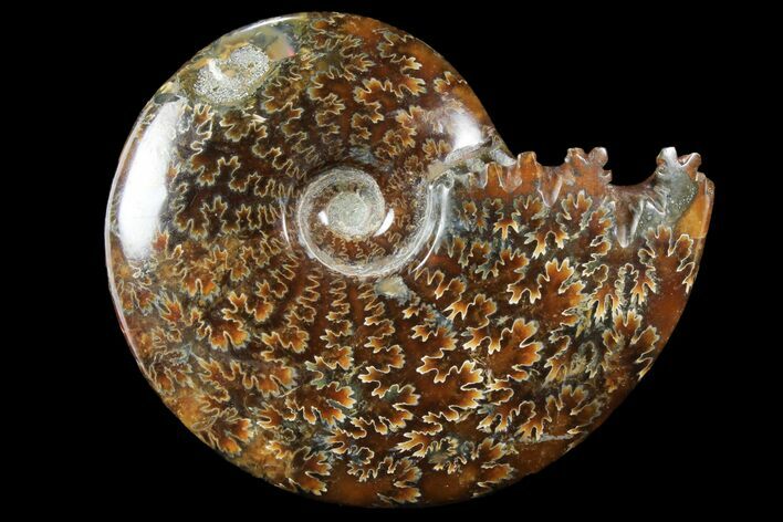 Polished, Agatized Ammonite (Cleoniceras) - Madagascar #94272